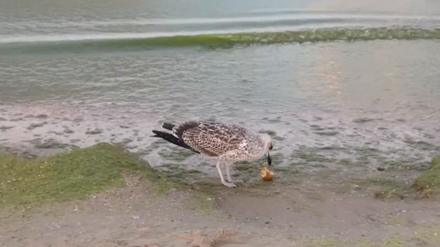 Витязево. Август 2020(5) смотреть онлайн