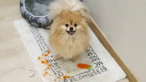 Трагическая судьба новогоднего подарка Рыси!