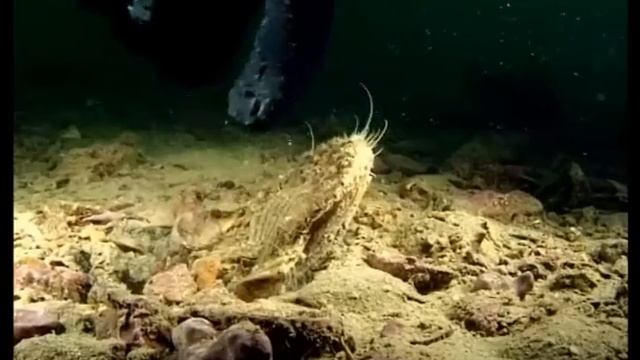 Capasanta - Non tutti lo sanno смотреть онлайн