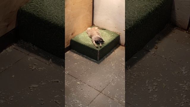 Побывали в гостях у енота смотреть онлайн