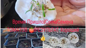 Сеем Томаты без Пикировки =Результатом Довольна/🍅🍅🍅