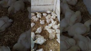 Перевод цыплёнка бройлера на другой корм. Как пропаивать цыплят.