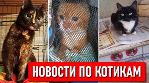 Новости по котам из Колпино из ужасной квартиры. Вчера уехал домой рыжий котик. Итого 26 уже уехали.