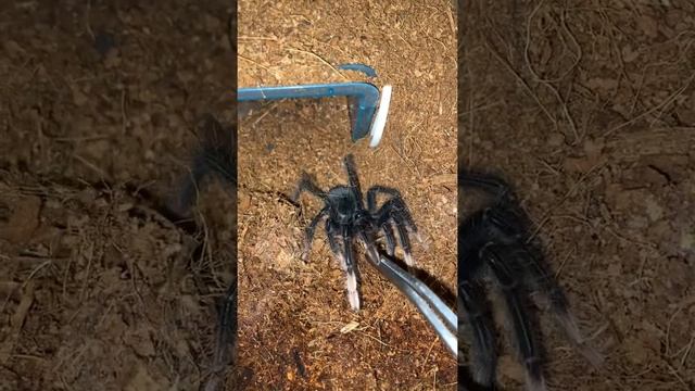 Feeding tarantula’s #2 смотреть онлайн