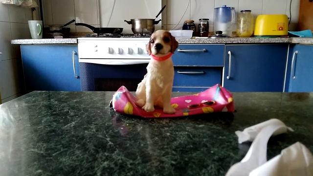 Маша новости 2 смотреть онлайн