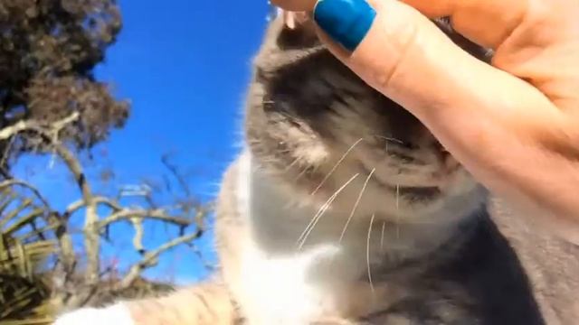 Кошачий релакс смотреть онлайн