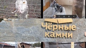 Зоопарк Чёрные Камни. Архив осень 2023год. С тёплыми Воспоминаниями)))