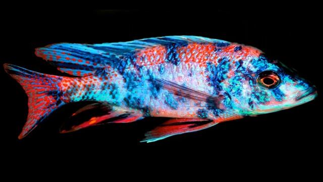 firefish coral red aulonacara cichlid ciklet aras world смотреть онлайн