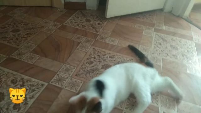 Как то так, эх эти кошки! смотреть онлайн