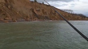 Морская кумжа