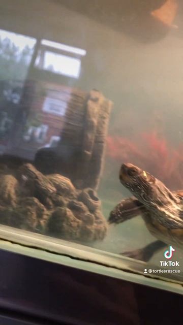 Mississippi mud turtles смотреть онлайн