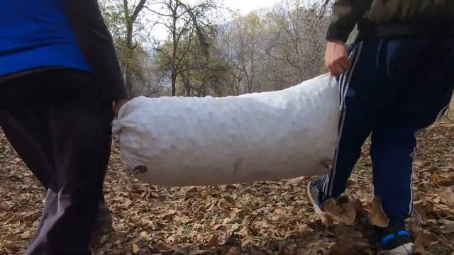 Арстанбап Жангак Жыйноо, 2022-2023 год, Урожай ореха в Арсланбобе смотреть онлайн