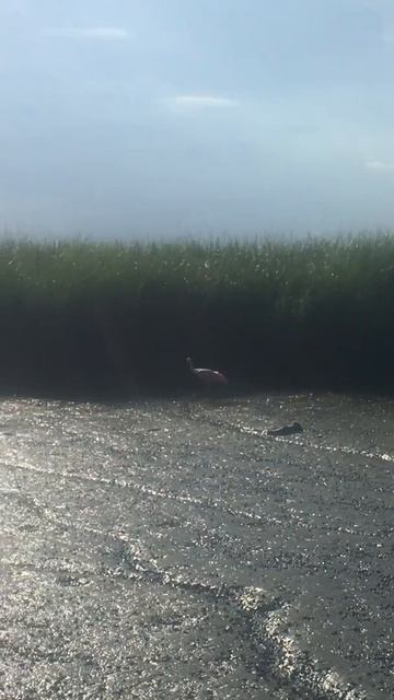 Roseate Spoonbill Georgia aka “Good Mate” смотреть онлайн