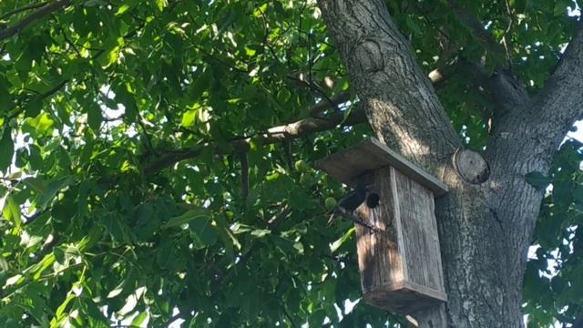 Шпак годує пташенят смотреть онлайн