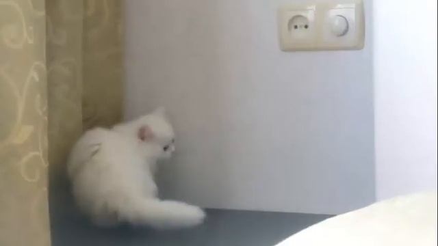 Беляночка (май) смотреть онлайн