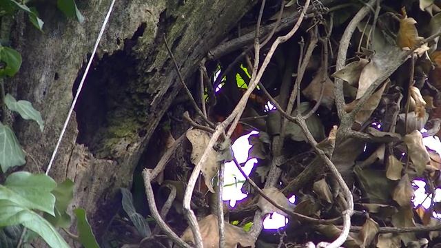 Cinciallegra (Parus major) viavai al nido смотреть онлайн