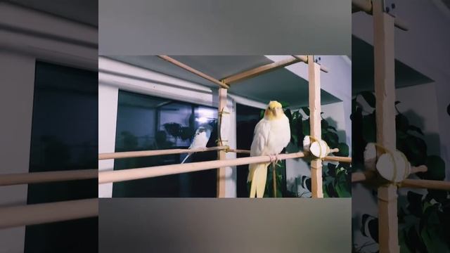 💥Корелла🦜 Гуччи и волнистик Оззи🦜 наводят марафет перед птичьей дискотекой🔊🍾🥂 смотреть онлайн