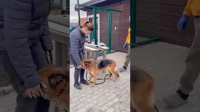 Возрастная овчарка Рада уехала домой! смотреть онлайн