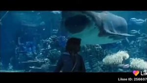 Акула и мальчик