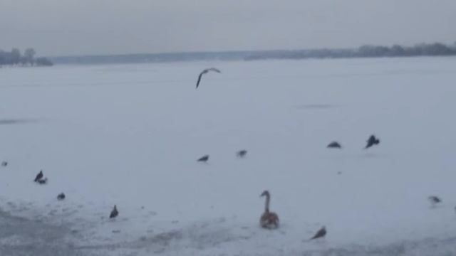 Лебеди на Даугаве смотреть онлайн