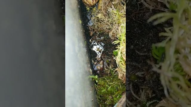 Родились улитятки!!. Ираделии Занзибарика беременны! смотреть онлайн