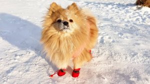 Как одеть шпица за 5 секунд или Басины дворовые гуляния!