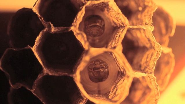 Wasp Nest Larvae смотреть онлайн