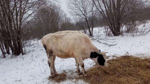 Миша и Доцент