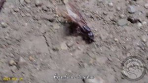 The Annual Nuptial Flight - May 2023