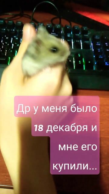 зимахомячок