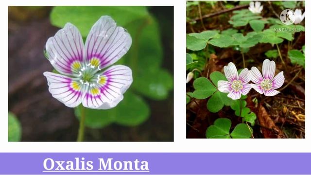 Rare Oxalis Triangularies A to Z     ||Garden Colony