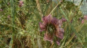 Malva arborea ( Lavatera arborea, or, more recently as Malva eriocalyx), the tree mallow,