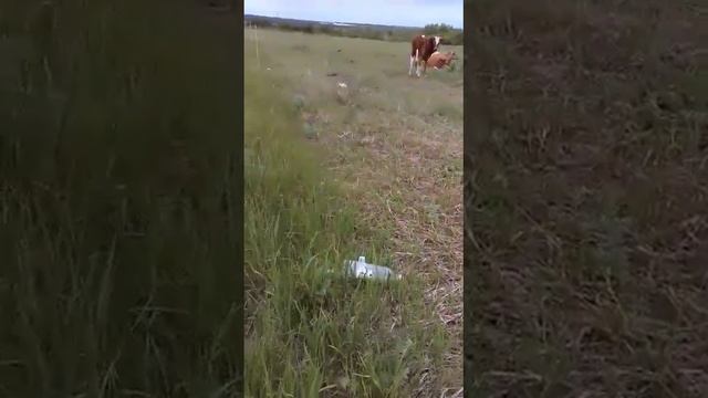 электро пастух село белые ключи