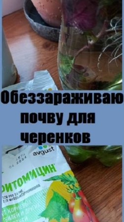 Перед посадкой черенков в почву, обрабатываю её средством от корневых гнилей