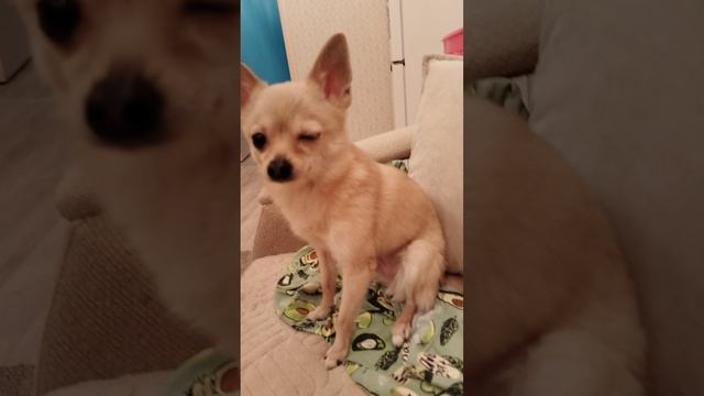 Сонюня не хочет отдавать маме платье 😊