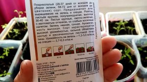 УКРОП сорта "КИБРАЙ"!!! Характеристика!!! Всегда ВЫРАЩИВАЛА!!! 11.3.24г.