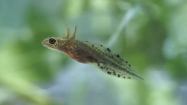 Triturus Cristatus смотреть онлайн