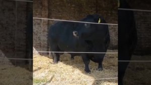 самый большой анус. #shorts #youtubeshorts