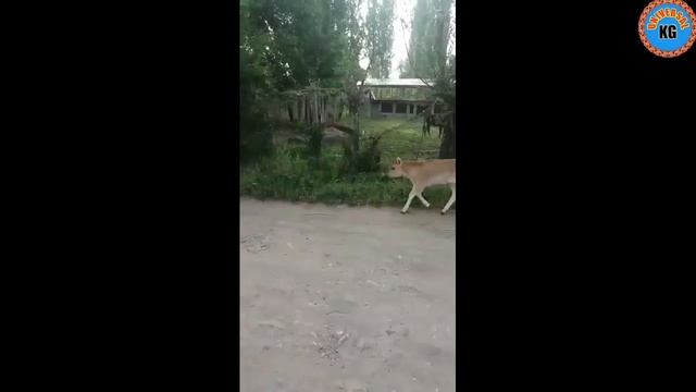 СУТТУ Эне Бала Уйлар Сатылат смотреть онлайн