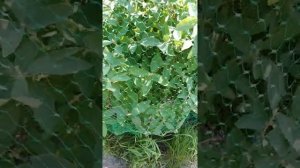 Спасаем жимолость.