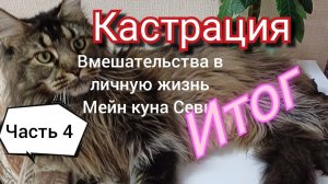 Кастрация.Часть 4  Вмешательства в личную жизнь Мейн куна Севы.Нам уже 7 месяцев.
