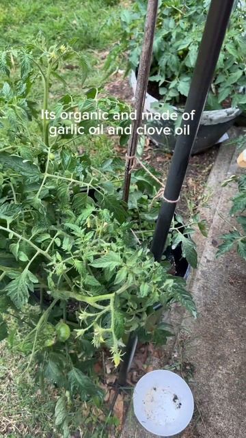 Kill Aphids Now !! #organicspray   #review #aphids #tomatoes #gardeningtips #plantcare #pestcontrol