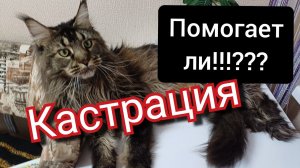 Кастрация не помогает, мы опять за своё. Мейн кун Сева.