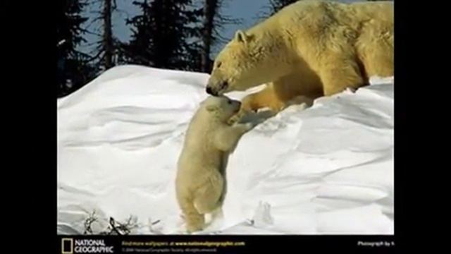 Белый медведь