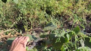 ФУНДУК.СОРТ ПРЕЗИДЕНТ - КАРАМАНОВСКИЙ - 2023г.