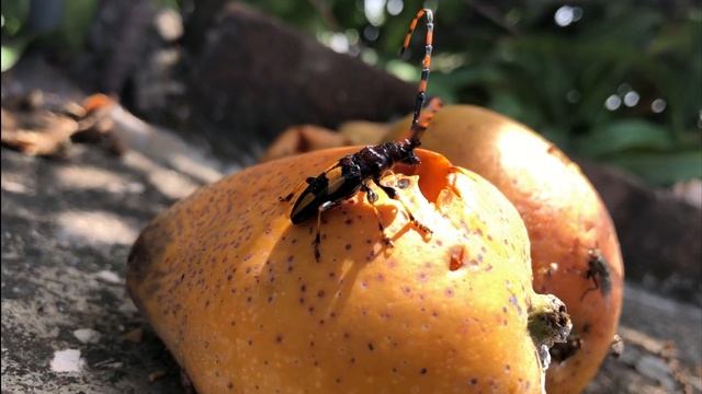 Insectos || Trachyderes mandibularis cerambícido come tunas смотреть онлайн