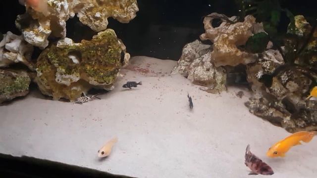 Malawi Barsch Aquarium Firefish Yellow Placidochromis Red Rubin Empress African Cichlid смотреть онлайн