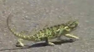 хамелеон возвращается из ночного клуба