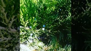 Будьте здоровы) Шишки можжевельника для здоровья)