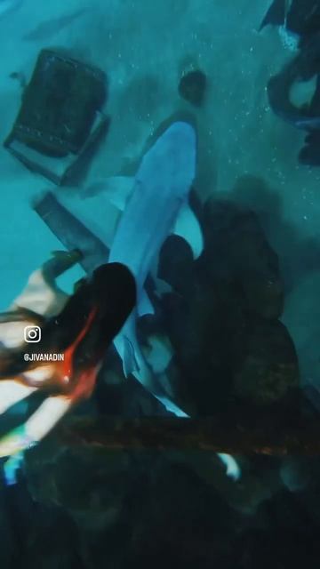 Русалка и акула🦈🧜🏼♀️ Сочи #русалка #сочи #mermaid смотреть онлайн